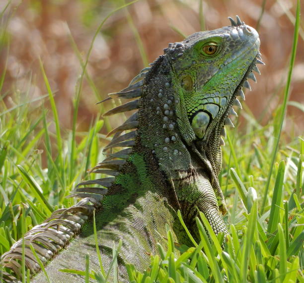 Iguana in Grass stock photo