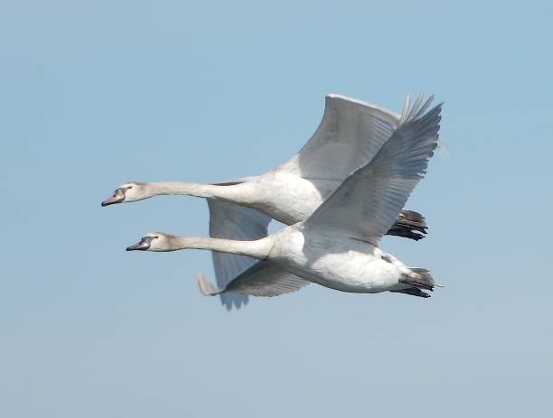 Swan Commute stock photo