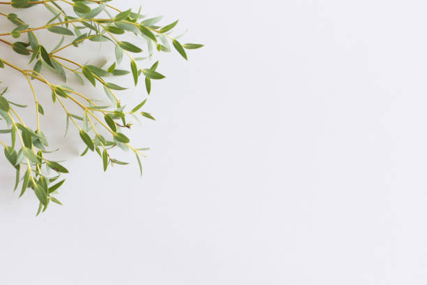istock Frame, border made of eucalyptus leaves and branches on white background. Floral composition. Feminine styled stock flat lay image, top view. Copy space. 1357699896