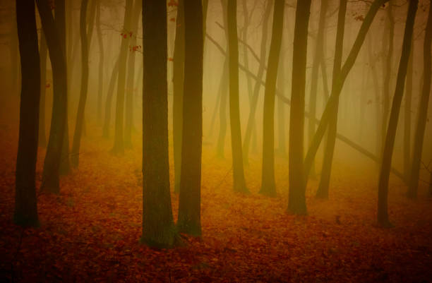istock Mysterious foggy forest 1357700686