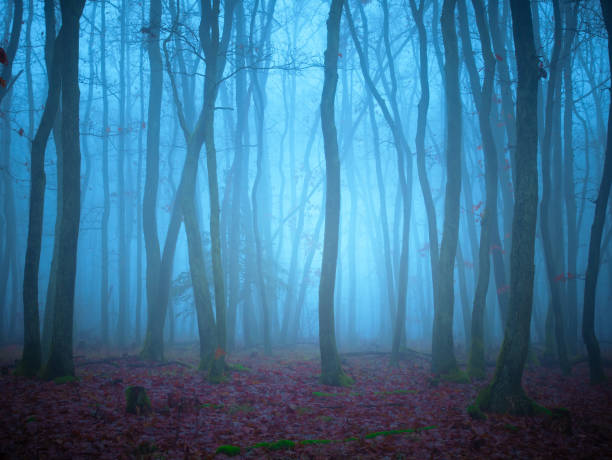 istock Mysterious foggy forest 1357700696
