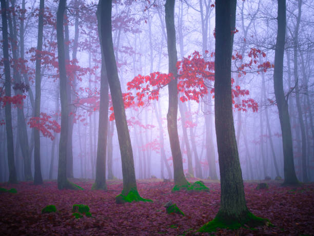 istock Mysterious foggy forest 1357700713