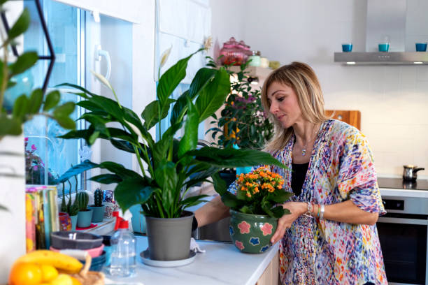 istock Taking care of houseplants 1357701706