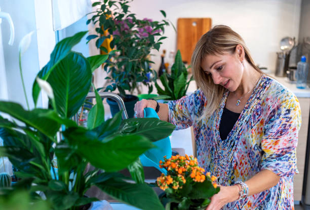 istock Taking care of houseplants 1357701720