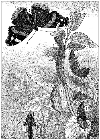 Antique illustration: Butterfly metamorphosis (Vanessa Atlanta)