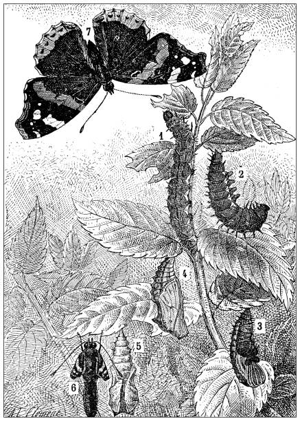 Antique illustration: Butterfly metamorphosis (Vanessa Atlanta) Antique illustration: Butterfly metamorphosis (Vanessa Atlanta) admiral butterfly stock illustrations