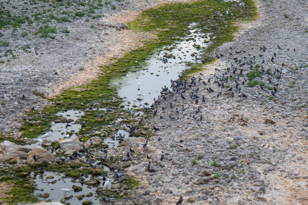 White Egrets and Pigeons Drinking in the Dry Riverbed