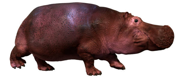 istock 3D illustration hippopotamus on white 1357703548