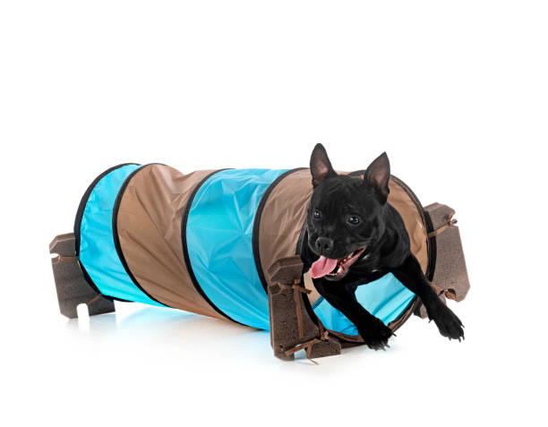 istock staffordshire bull terrier 1357703549
