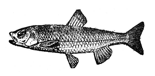 ilustraciones, imágenes clip art, dibujos animados e iconos de stock de ilustración antigua: ventosa blanca (catostomus commersonii) - minnow