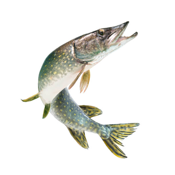 淡水パイク魚(エソックスルキウス)が水から飛び出す - pike position ストックフォトと画像