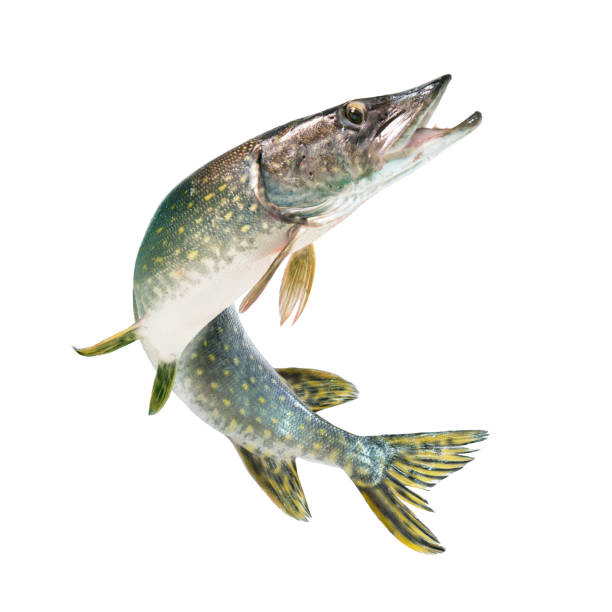 Freshwater pike fish (esox lucius) jumping out of water
