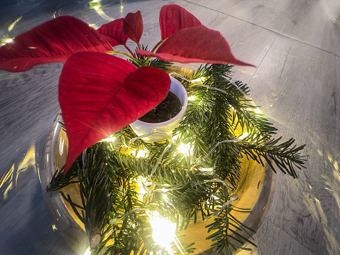 Empty rustic table with poinsettia, cookies and decorations,Christmas Eve concept, banner for display, holiday background. Christmas and New Year mockup for design and product display, selective focus