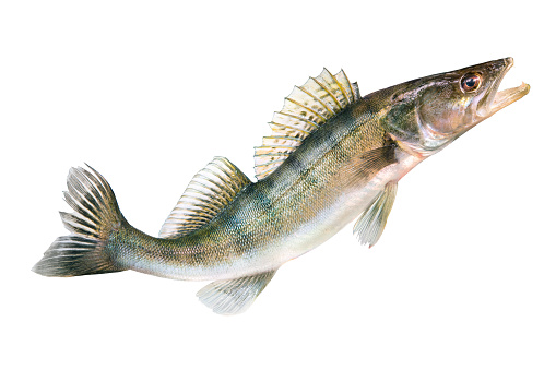 Zander fish isolated on white background. Pike perch river fish jumping out of water