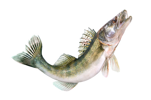 Freshwater fish preparing, prussian carp on cutting board, close-up, no people