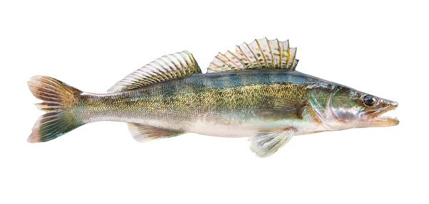 Zander fish isolated. Pike perch river fish on white background