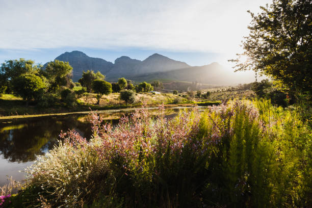 istock Sunset in the vineyard 1357705623