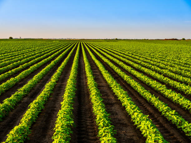 istock Green ripening soybean field, agricultural landscape 1357705708
