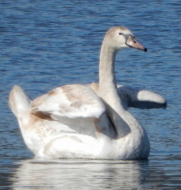 Swan Swimming stock photo