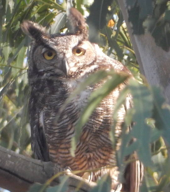 Peeking Owl stock photo