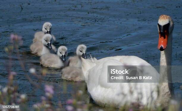 Follow The Leader Stock Photo - Download Image Now - Animal, Animal Family, Bird