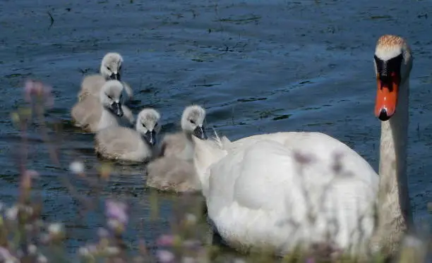 Mama Swan and Babies