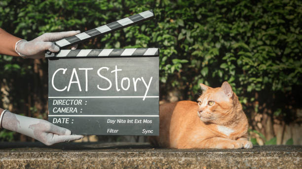 istock Cat story, text title on movie Clapper board 1357706366