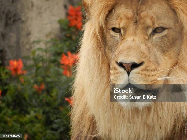 Lion Looking Stock Photo - Download Image Now - Animal Body Part, Animal Eye, Animals In Captivity