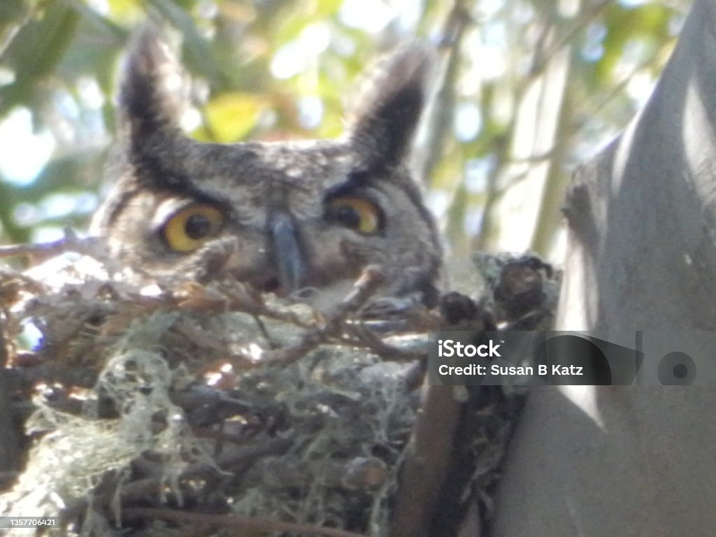 Peek a Who Mama Great-Horned Owl Animal Stock Photo