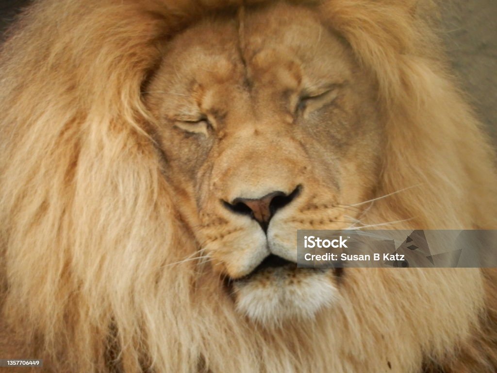 Cryin Lion Lion at SF Zoo Animal Body Part Stock Photo