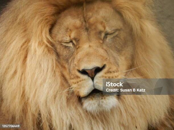 Cryin Lion Stock Photo - Download Image Now - Animal Body Part, Animal Eye, Animal Themes