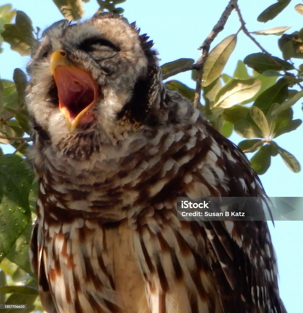 Squawk Owl Beauty In Nature Stock Photo