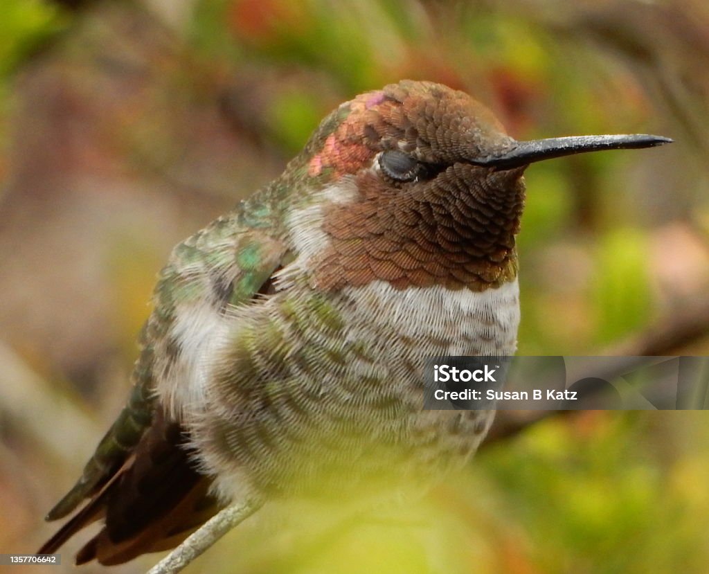 Eyes Wide Shut Hummingbird Resting Beauty In Nature Stock Photo