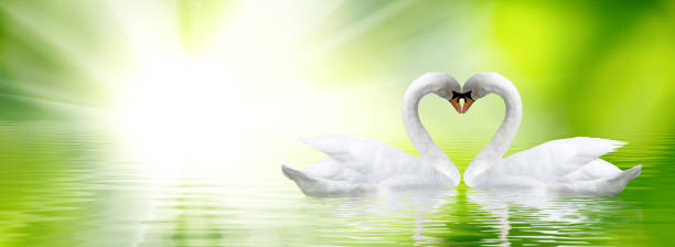 Two swans form a heart shape with their necks.