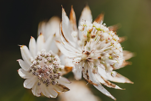 Flower on Mont Saleve, France