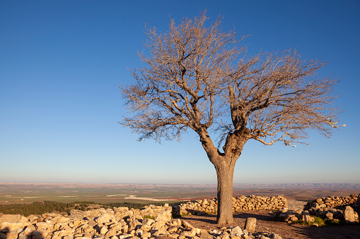 Photo of single mulberry tree on top of rocky hill near Gobekli Tepe, Sanliurfa, Turkey