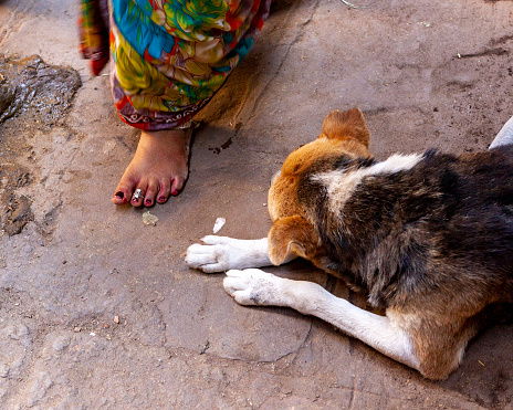 close up photo of walking Indian woman foot next to dog resting on street. Shot under daylight.