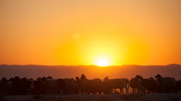istock Flock of sheep in orange sunset 1357711046
