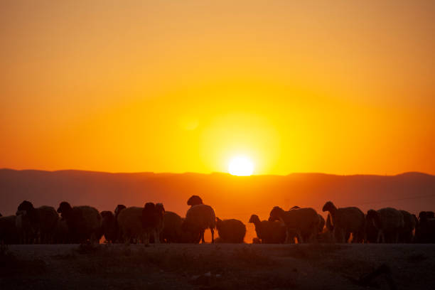 istock Flock of sheep in orange sunset 1357711047