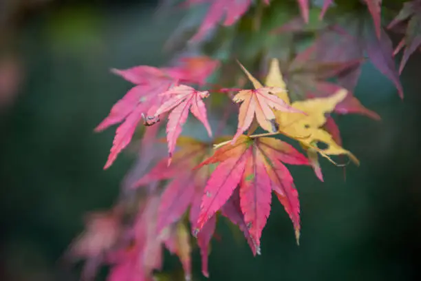 Close up photo of acer leaves showing their distinctive shape and the change in colours as autumn advances.  Acer palmatum is the species name, more commonly called Japanese maple or acer tree.