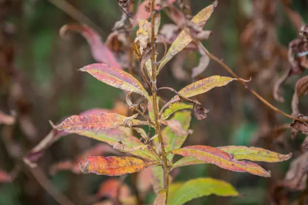 Close up of leaves of wild plant in United Kingdom in November, showing the changing colours as autumn advances.