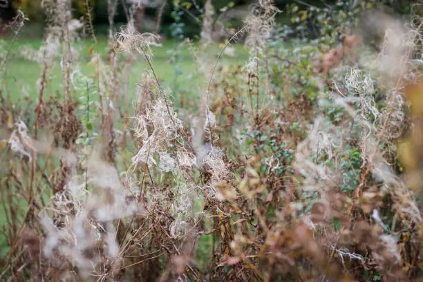 Close up of wild plants growing in United Kingdom in November.  As autumn advances all plants prepare for winter by shedding leaves and setting seed.