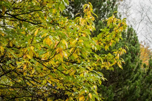 Leaves on tree branches showing the change of colour from green to yellow as autumn advances.  Shot in the United Kingdom in November, the leaves are still on the tree at this time of year due to unseasonably warm weather.