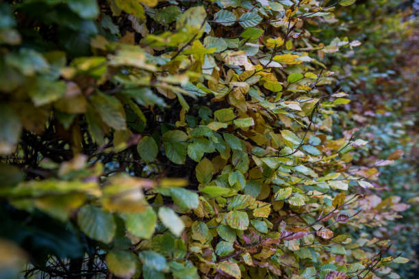 istock Beech leaves in autumn colours 1357712126