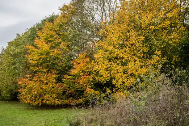 In autumn in England deciduous trees' leaves turn from green to yellow, orange and brown, before dropping to the ground before winter sets in.