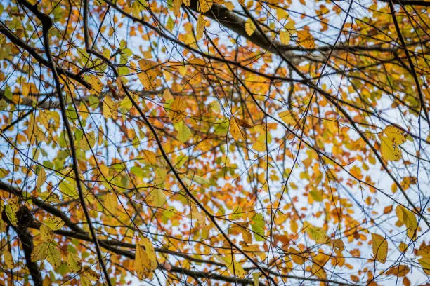 As autumn advances the leaves of beech trees turn from green through yellow and gold to brown, before falling from the trees in winter.  Shot in the United Kingdom in early November.