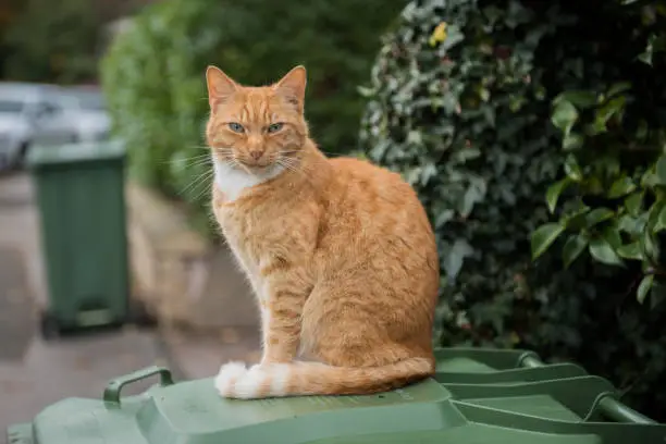 Ginger domestic short haired cat sitting on top of refuse bin in urban street scene, staring at camera.  Photographed in United Kingdom.