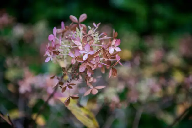 Head of hydrangea flower in mid autumn, showing the flowers turning pink and red.