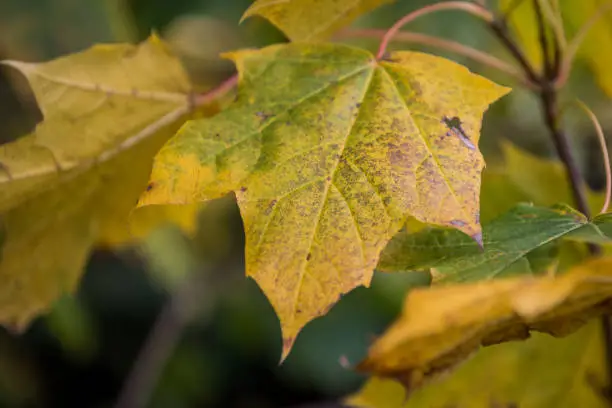 Maple leaves turn from green to bright yellow and gold as autumn advances.