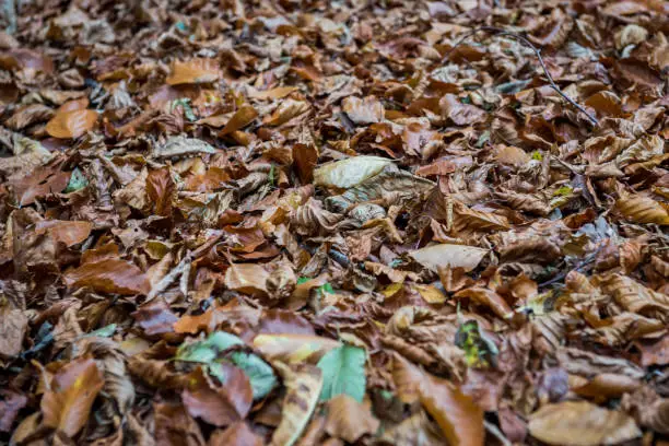 Dried brown leaves covering a clearing in an opening in a forest.  Shot in November in the United Kingdom.